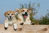 CORGI PEMBROKE 1078